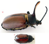 Golofa aecus (Peru)